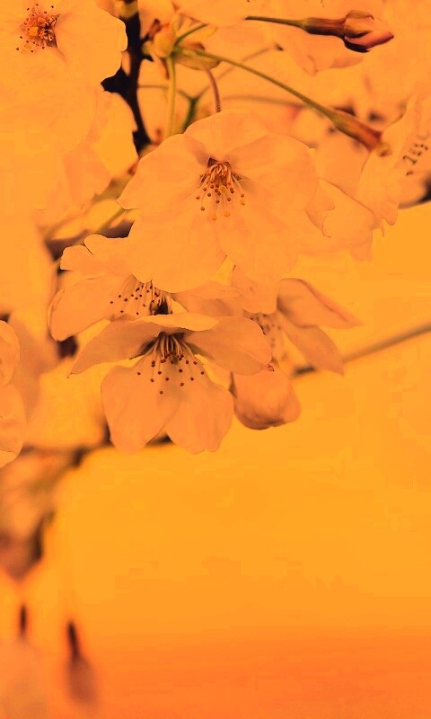 Цветение вишни обои