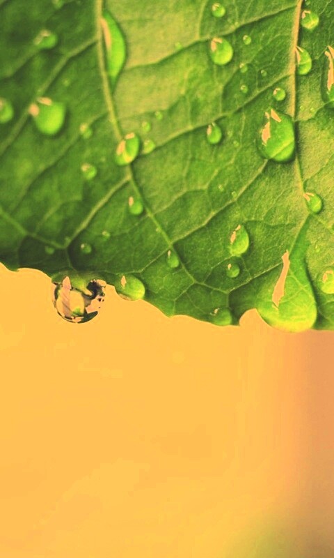 Роса на листе в макро обои