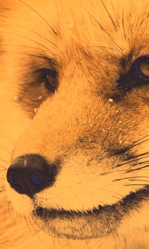 Морда рыжей лисы обои