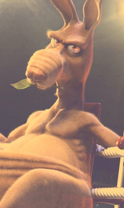 Кенгуру-боксер на ринге обои