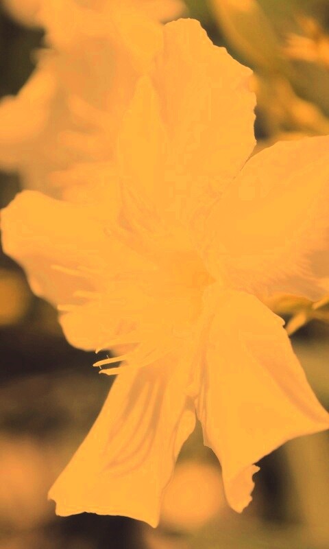 Эухарис, амазонская лилия обои