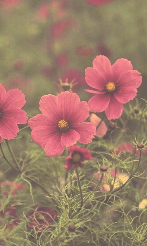 Яркие розовые цветы обои