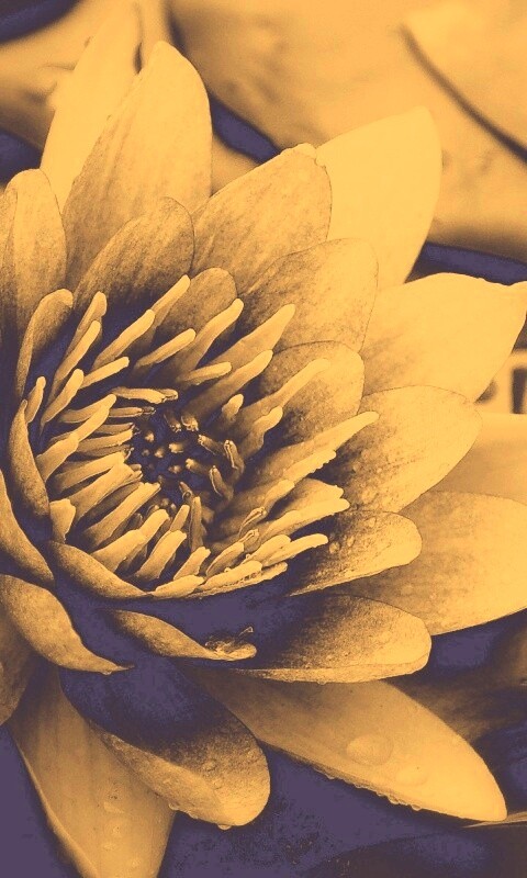 Кувшинка обои