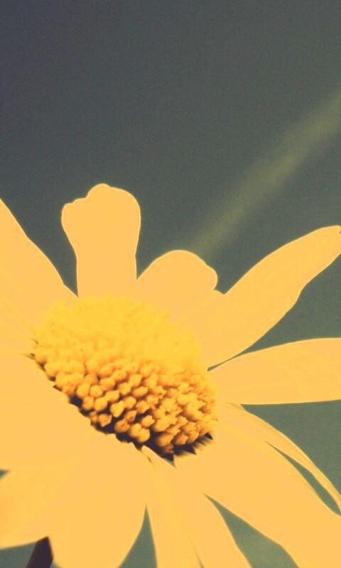 Ромашка на фоне синего неба обои