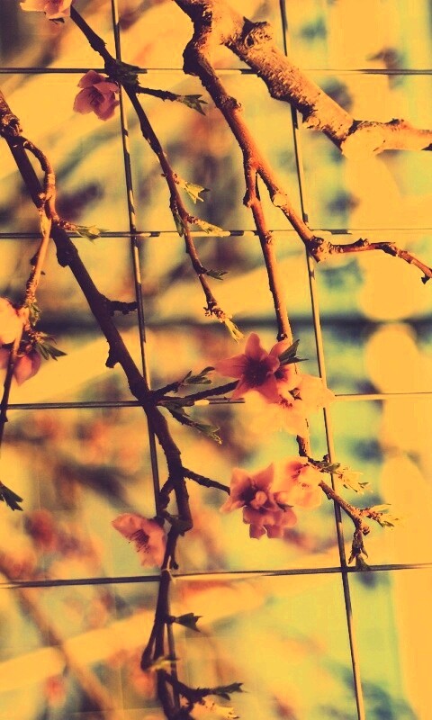 Ветка за сеткой обои