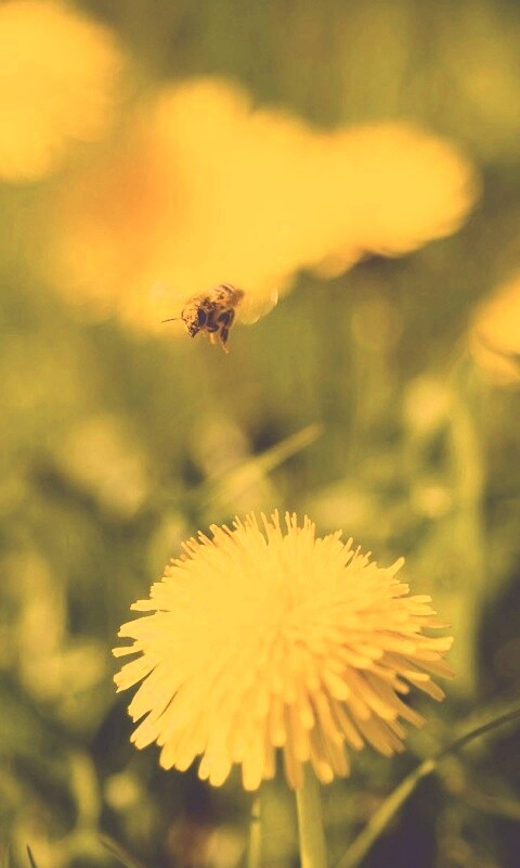 Пчёлка пролетает над одуванчиками обои