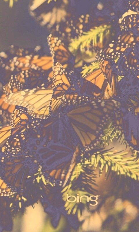 Бабочки облепили ёлку обои