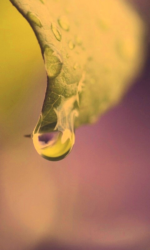 Капля на листе обои