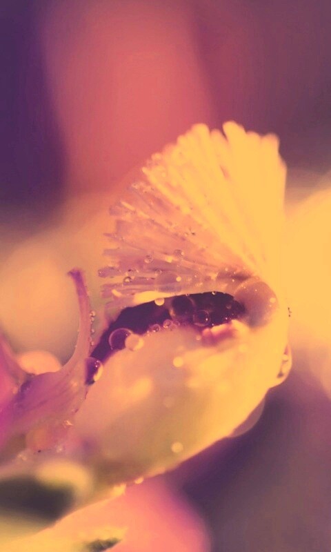 Капли на лиловом цветке обои