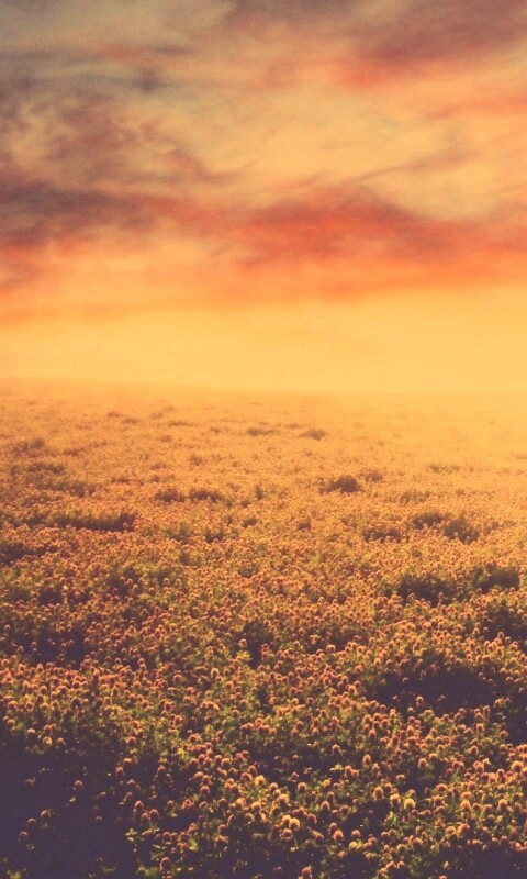 Закатное небо над цветочным полем обои