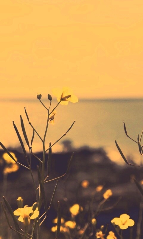 Мелкие жёлтые цветы обои