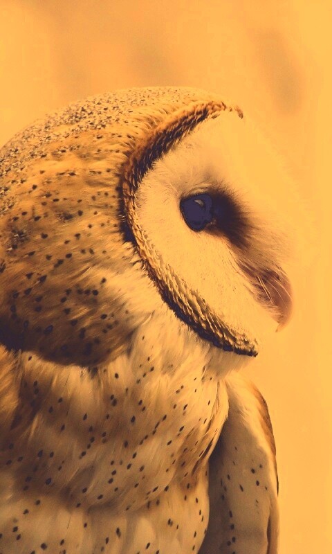 Сипуха обои