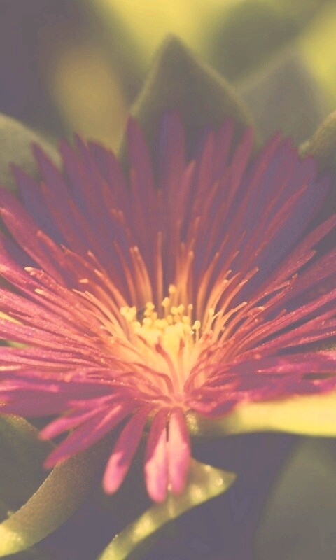 Чудесный цветок обои