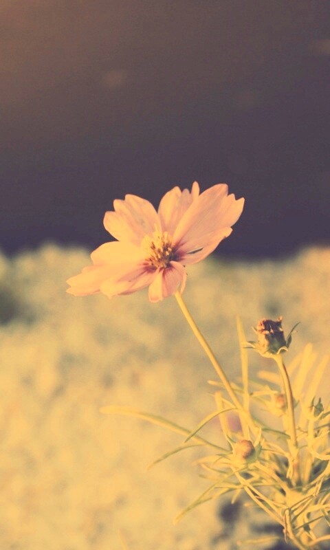 Полевой цветок обои