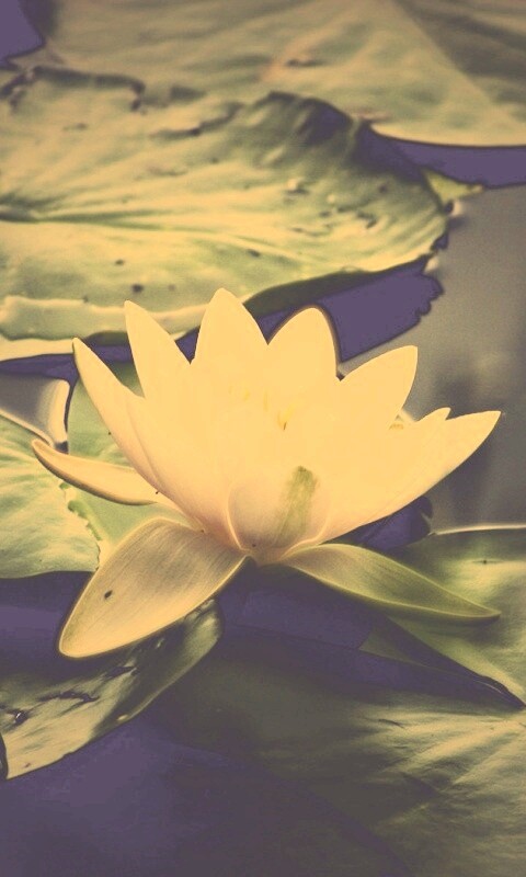 Кувшинка обои