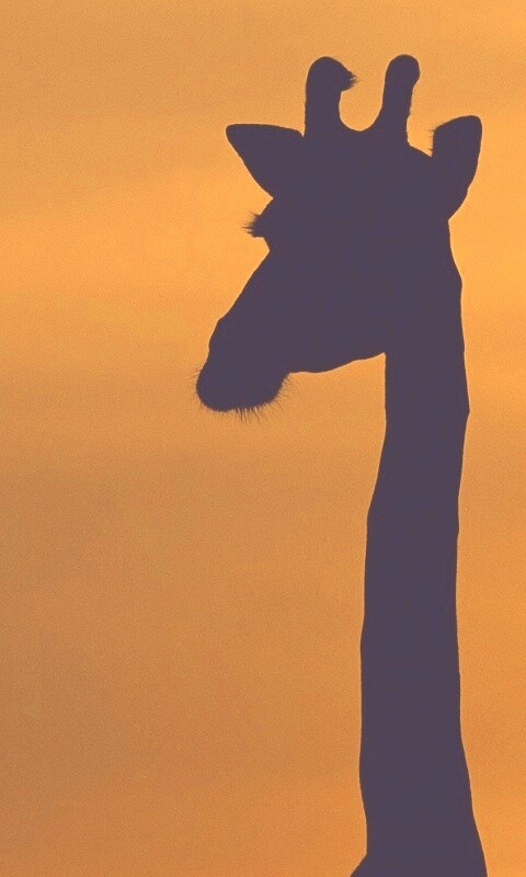 Три силуэта жирафов на фоне неба обои