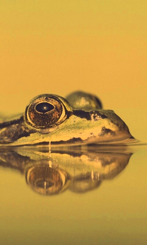 Лягушка обои