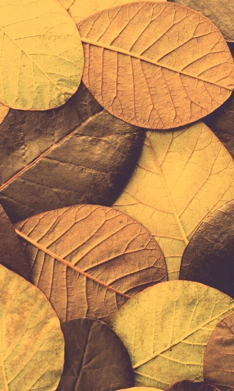 Лиственный узор обои