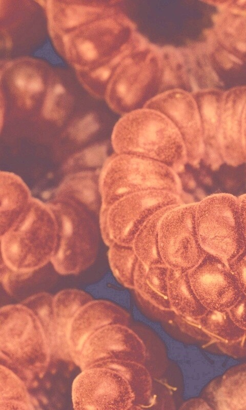 Вкусная малина обои