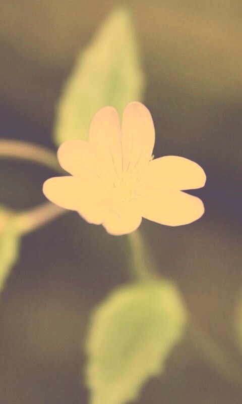 Маленький цветок в макро обои