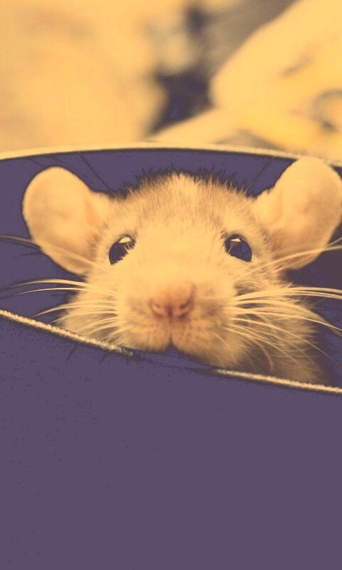 Мышонок выглядывает из ботинка обои