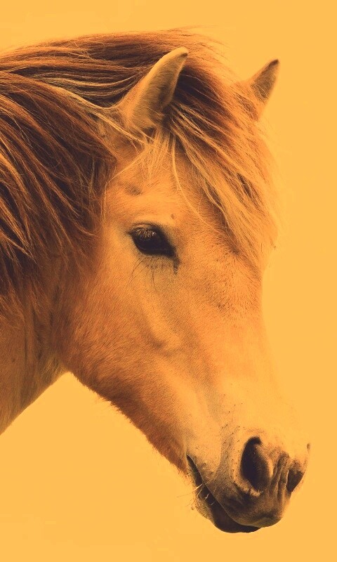 Гривастый конь обои