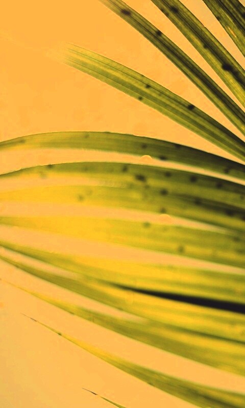 Солнце просвечивает сквозь пальмовый лист обои