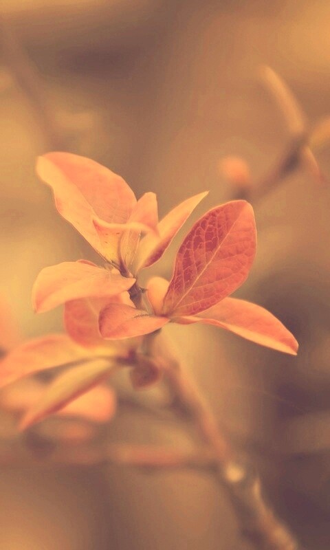 Красные листья на ветке обои