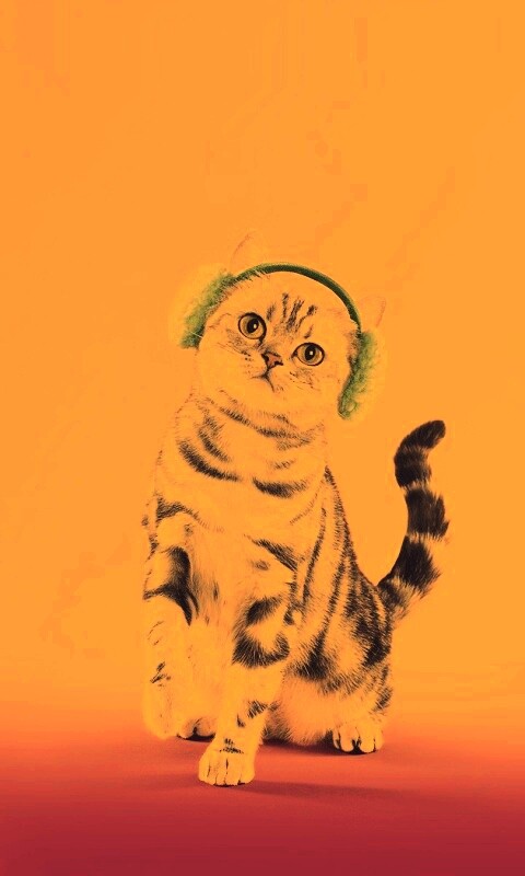 Кот в зеленых наушниках обои