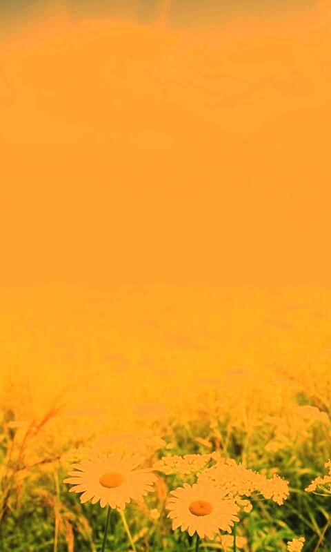 Поле ромашек обои