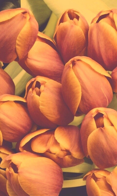 Букет красных тюльпанов обои