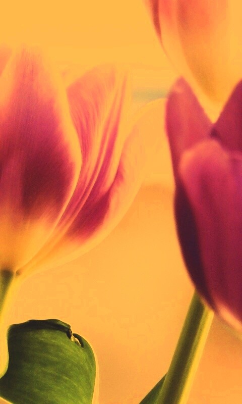 Тюльпаны обои