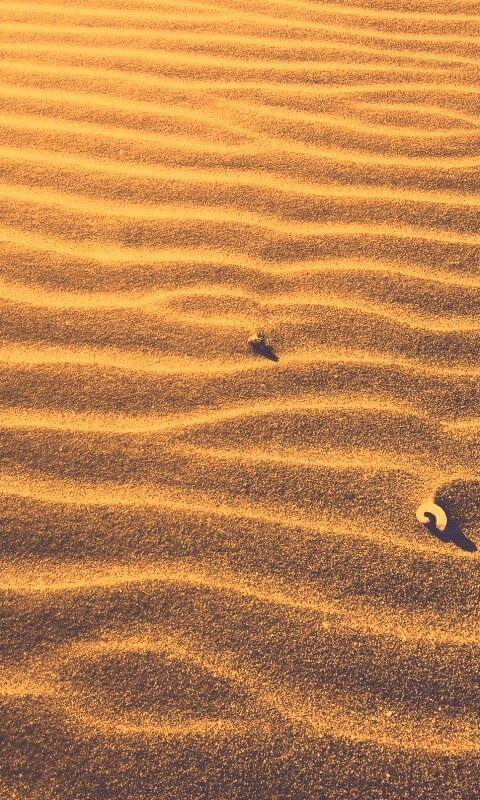 Песок и раковины обои