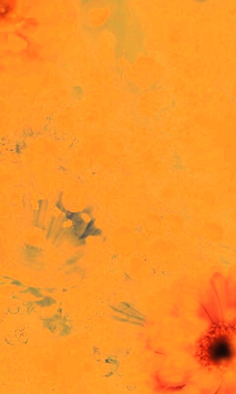 Цветочная эйфория обои