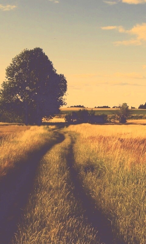 Колея в поле обои