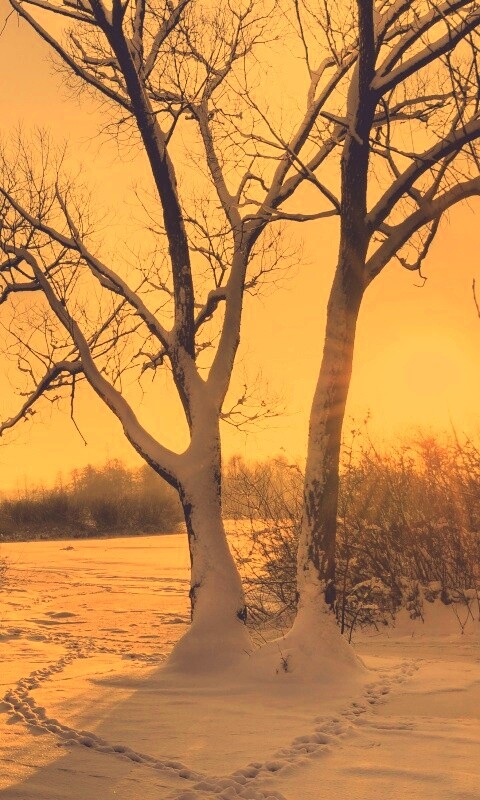 Солнечный свет в зимнем лесу обои