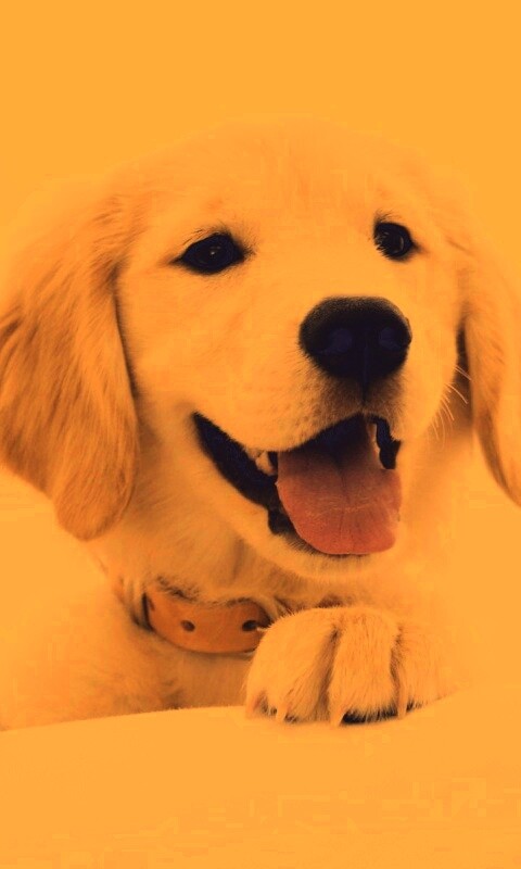 Щенок голден ретривера обои