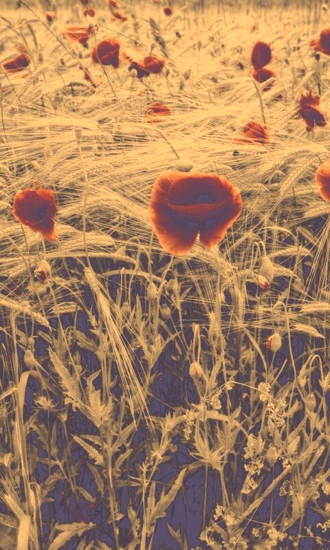 Красные маки обои