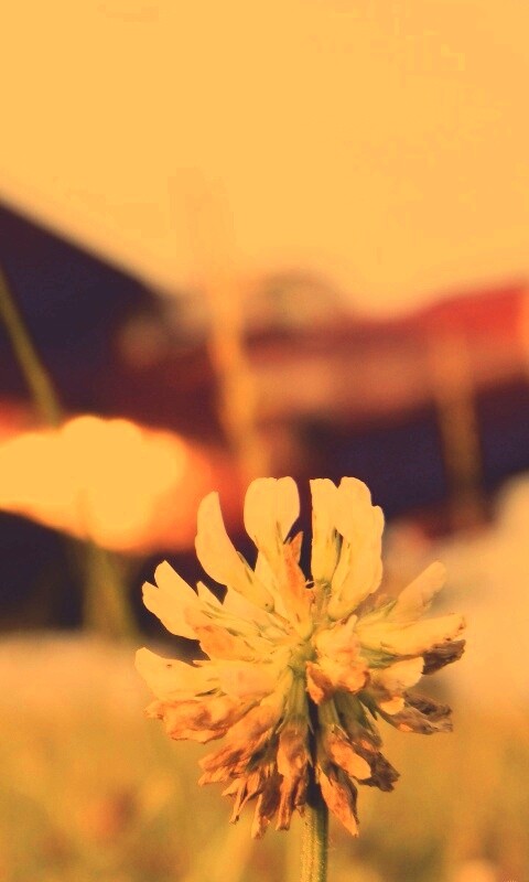 Цветок и красный самолет обои