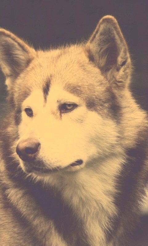 Собака с грустным взглядом обои