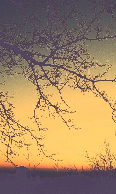 Закат сквозь ветки деревьев обои
