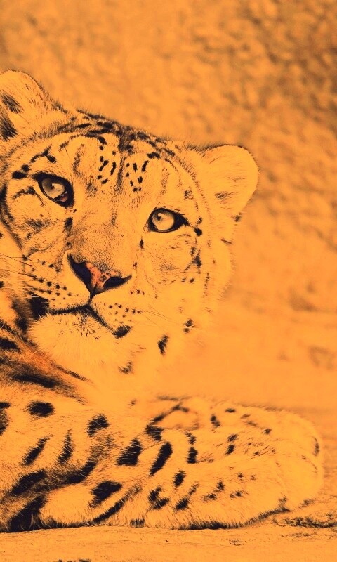 Снежный леопард обои