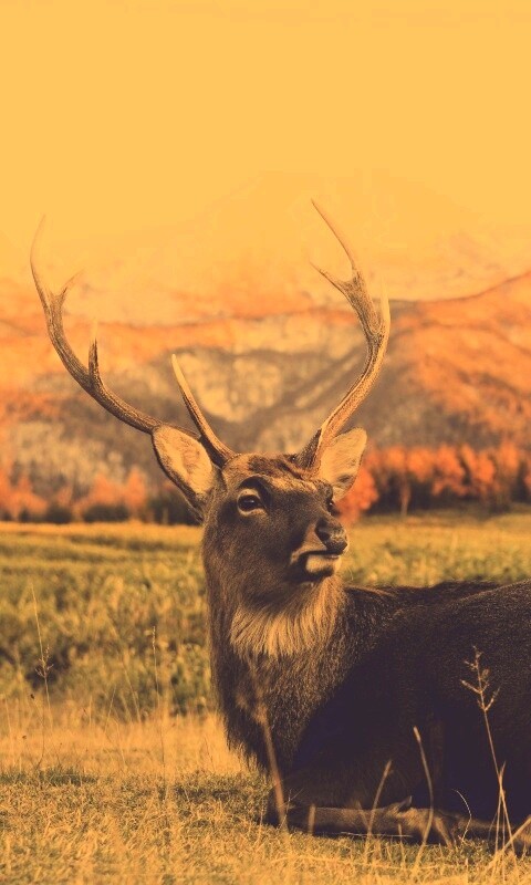 Олень отдыхает в предгорьях обои