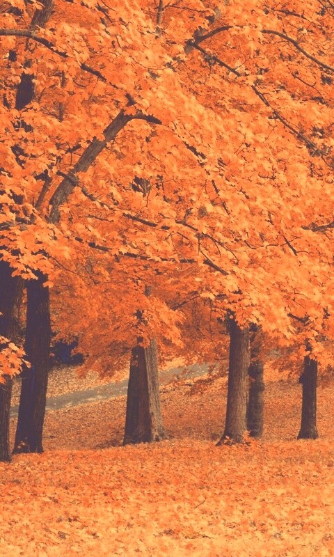 Парковая осень обои