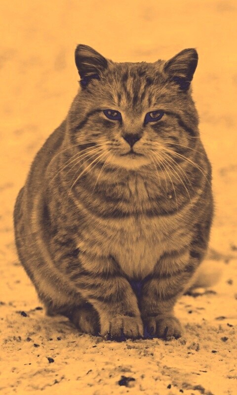 Тяжелый взгляд котэ обои