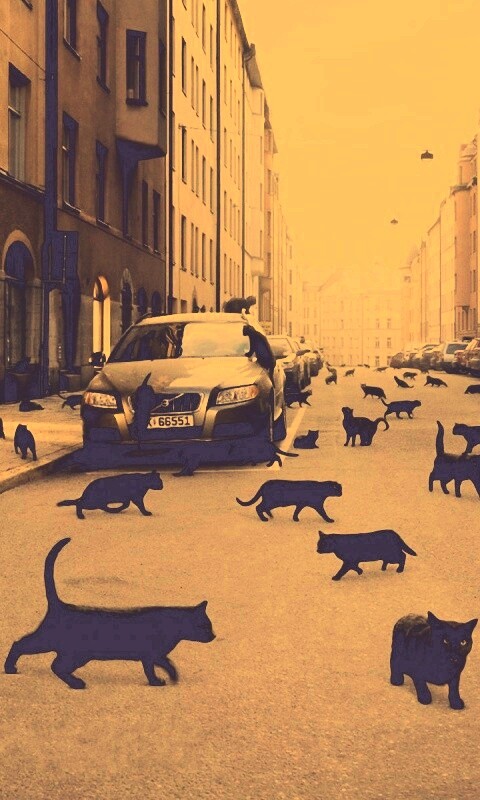Город кошек обои