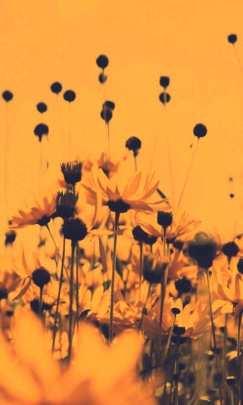 Полевые цветы летом обои