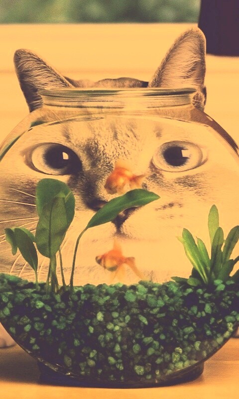 Сферический код за аквариумом обои