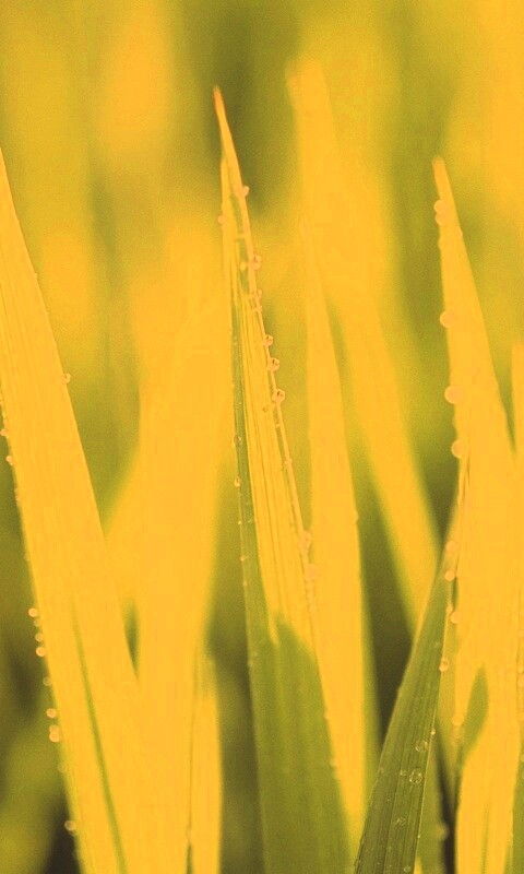 Яркая зеленая трава обои