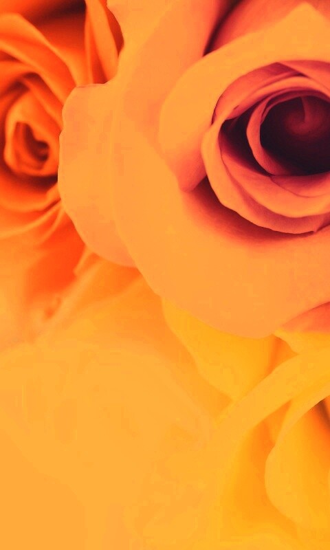 Букет разноцветных роз обои